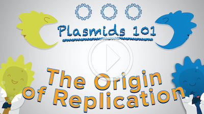 Plasmids 101 The Origin of Replication