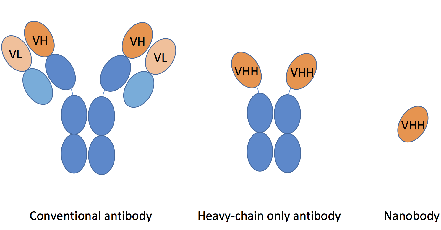 Nanobody Diagram copy