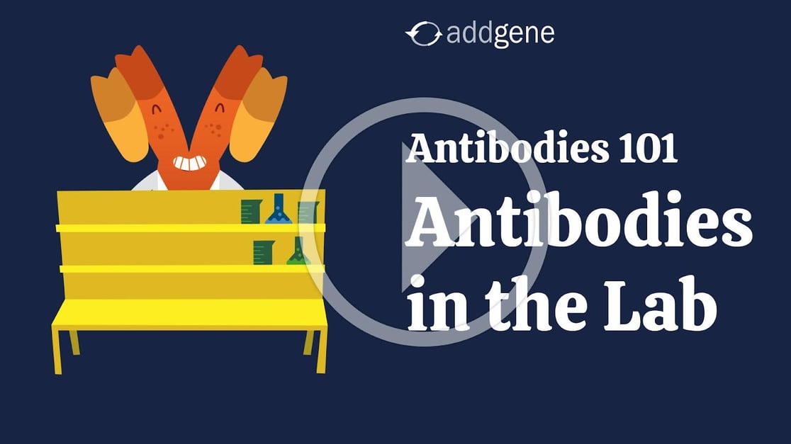 Antibodies in the Lab still image